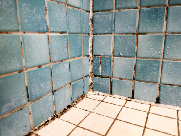 Best Environmental Consulting for Mold Prevention  in Cordes Lakes, AZ