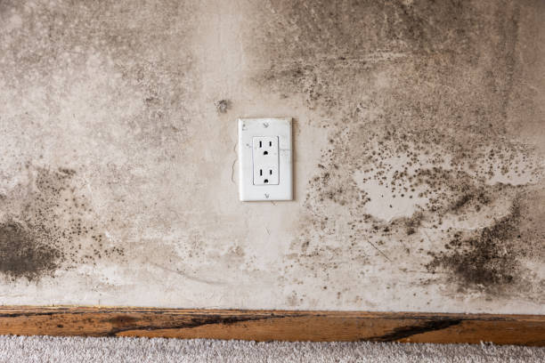 Best Black Mold Removal  in Cordes Lakes, AZ